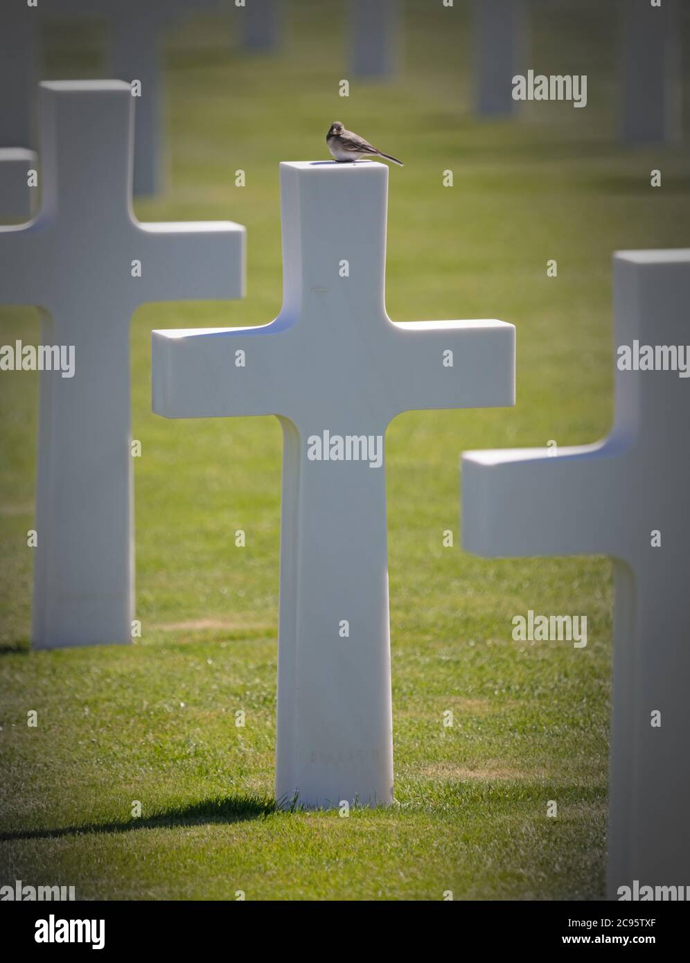 File di tombe nel cimitero americano di Lussemburgo, uccello in cima ad una tomba Foto Stock