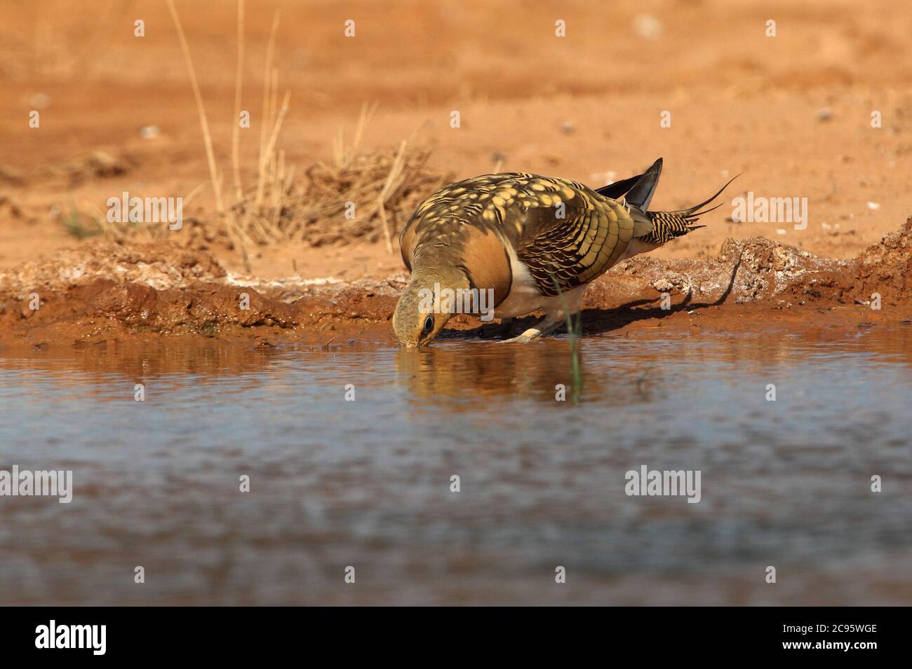 Sandgrouse con coda di pin maschio in un punto d'acqua nel periodo estivo asciutto Foto Stock
