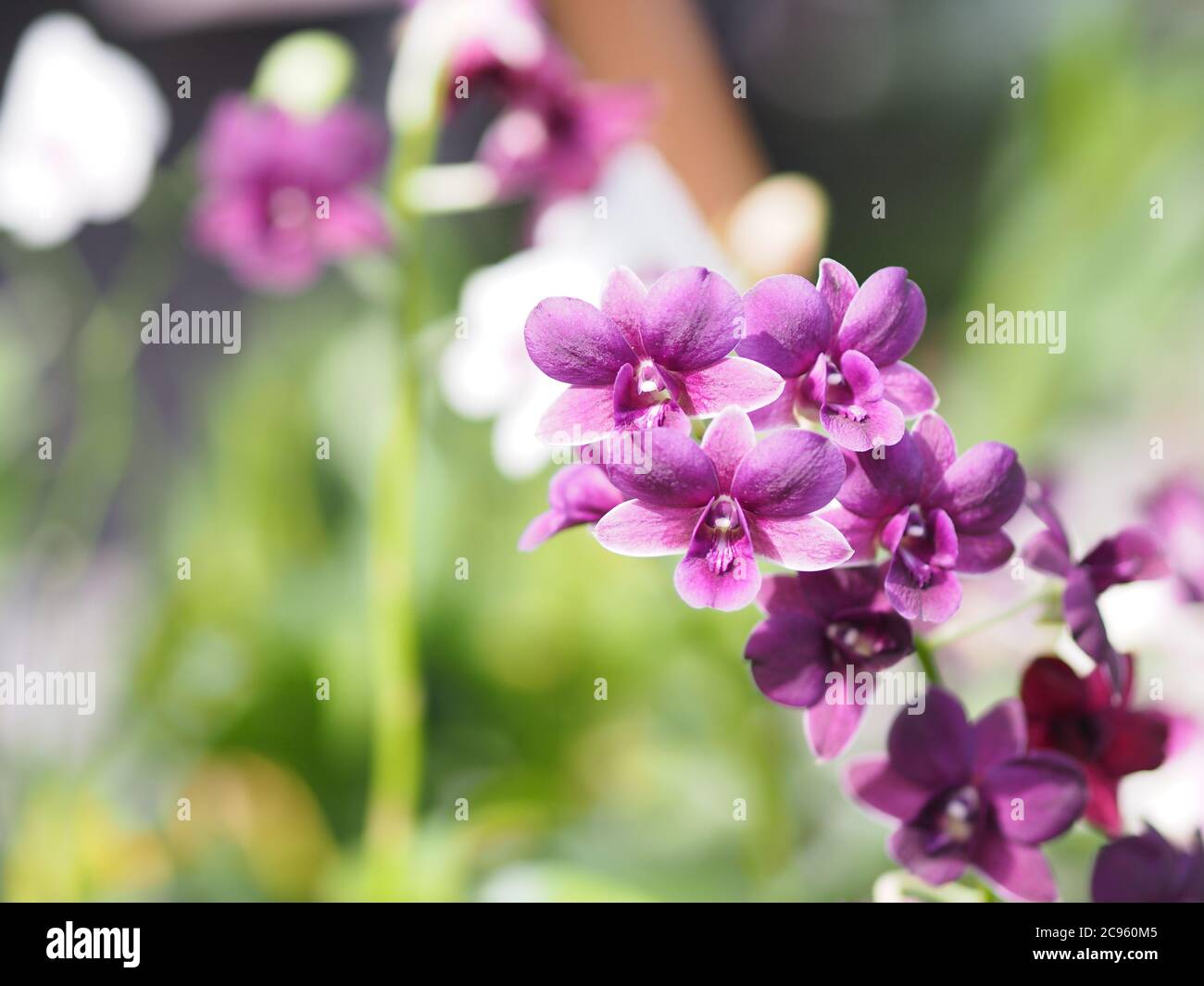 Porpora Vanda orchidee Dendrobium lindley, Orchidaceae, Dendrobium phalaenopsis bello bouquet su sfocato di sfondo natura Foto Stock