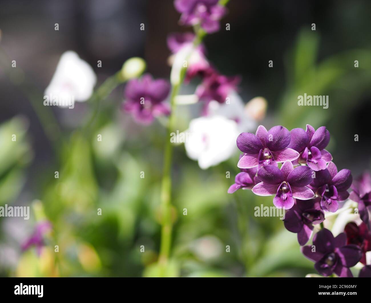 Porpora Vanda orchidee Dendrobium lindley, Orchidaceae, Dendrobium phalaenopsis bello bouquet su sfocato di sfondo natura Foto Stock