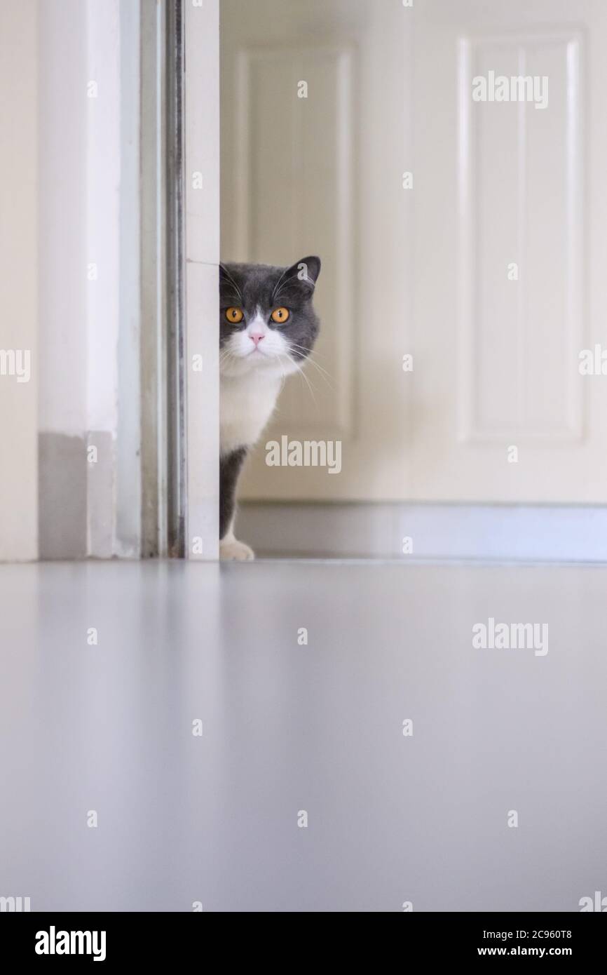 Gatto britannico shorthair nascosto all'angolo Foto Stock
