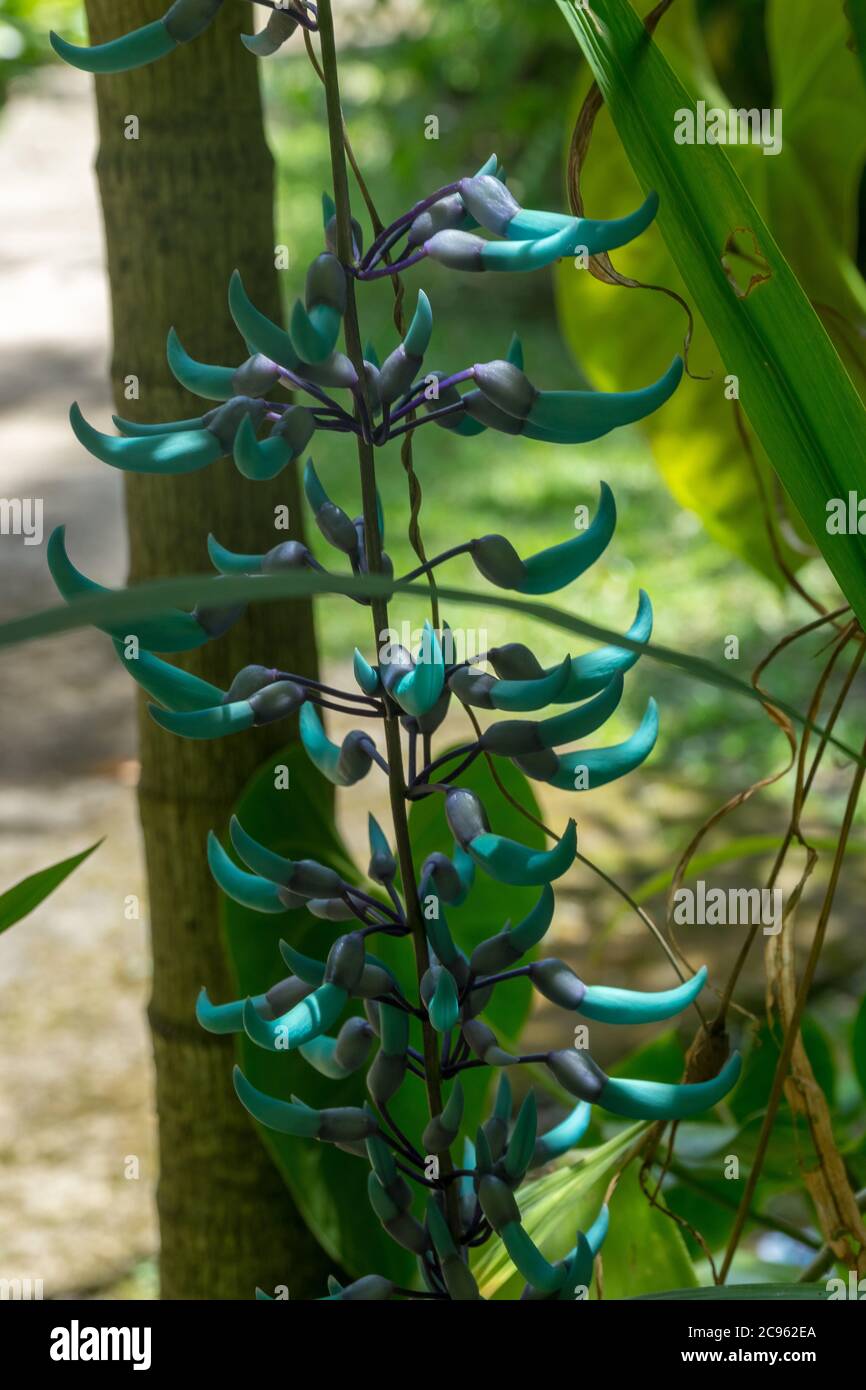 Primo piano di fiori di una vite di Giada - Strongylodon macrobotrys Foto Stock