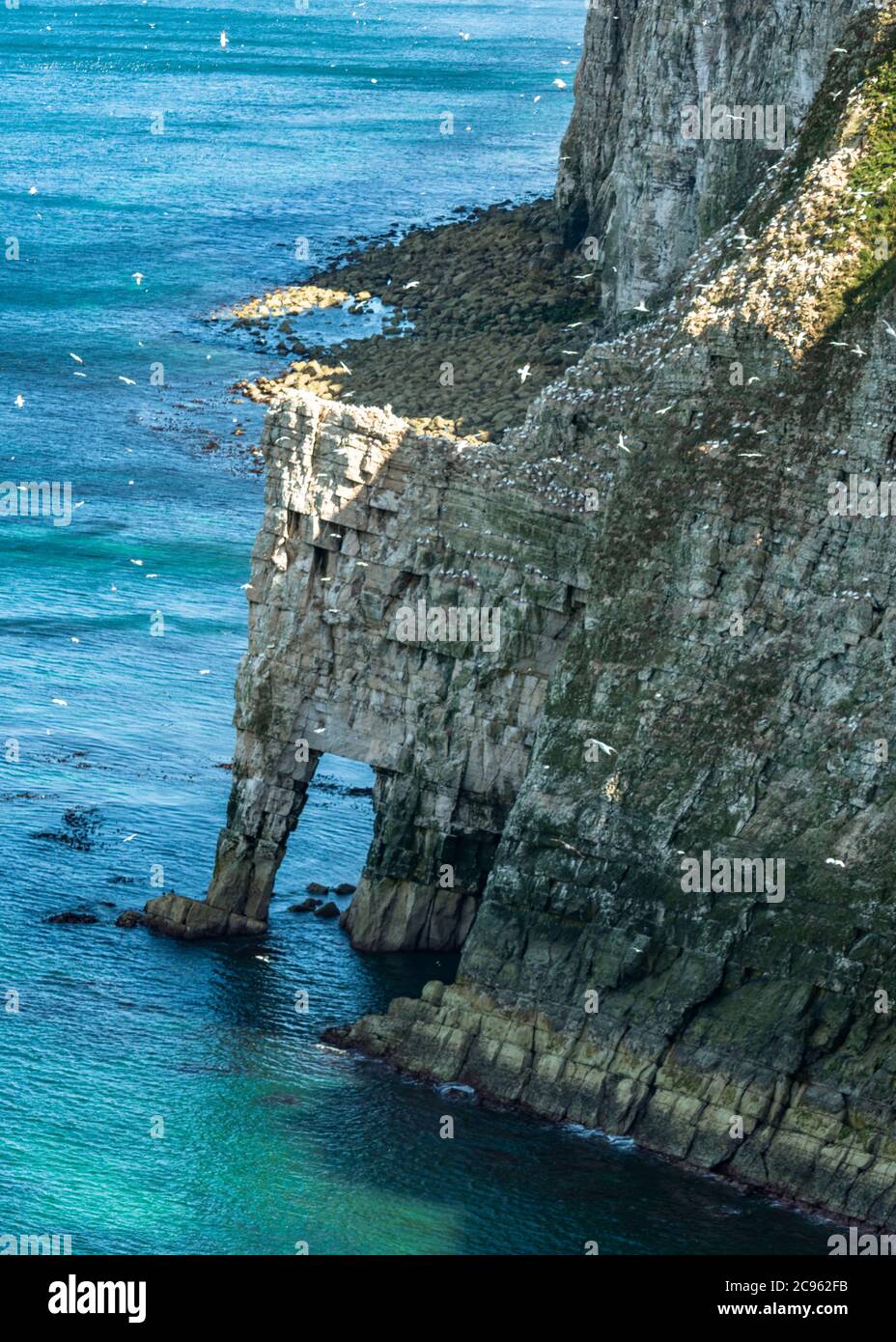 Tempo glorioso a Bempton Cliffs RSPB nello Yorkshire Foto Stock