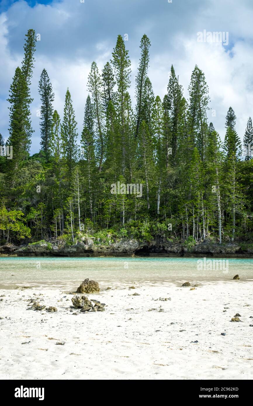 Foresta di araucaria pini alberi. Isola dei pini in nuova caledonia. Fiume turchese lungo la foresta. Cielo blu Foto Stock