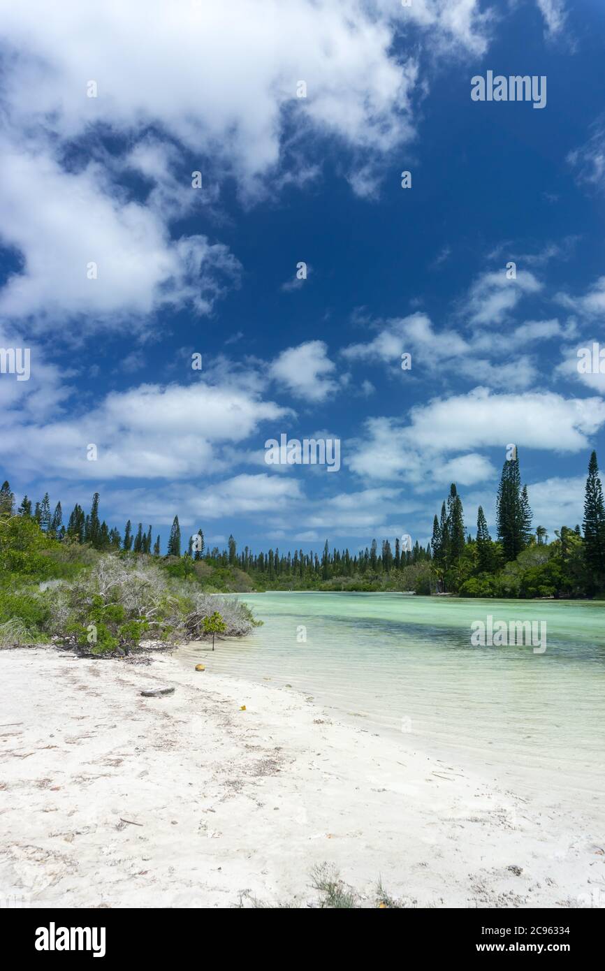 Foresta di araucaria pini alberi. Isola dei pini in nuova caledonia. Fiume turchese lungo la foresta. Cielo blu Foto Stock