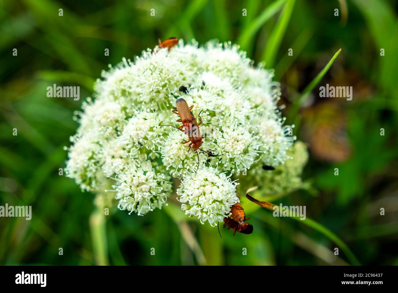 Bug che si accoppiano su Viburnum Dentatum in Irlanda. Foto Stock