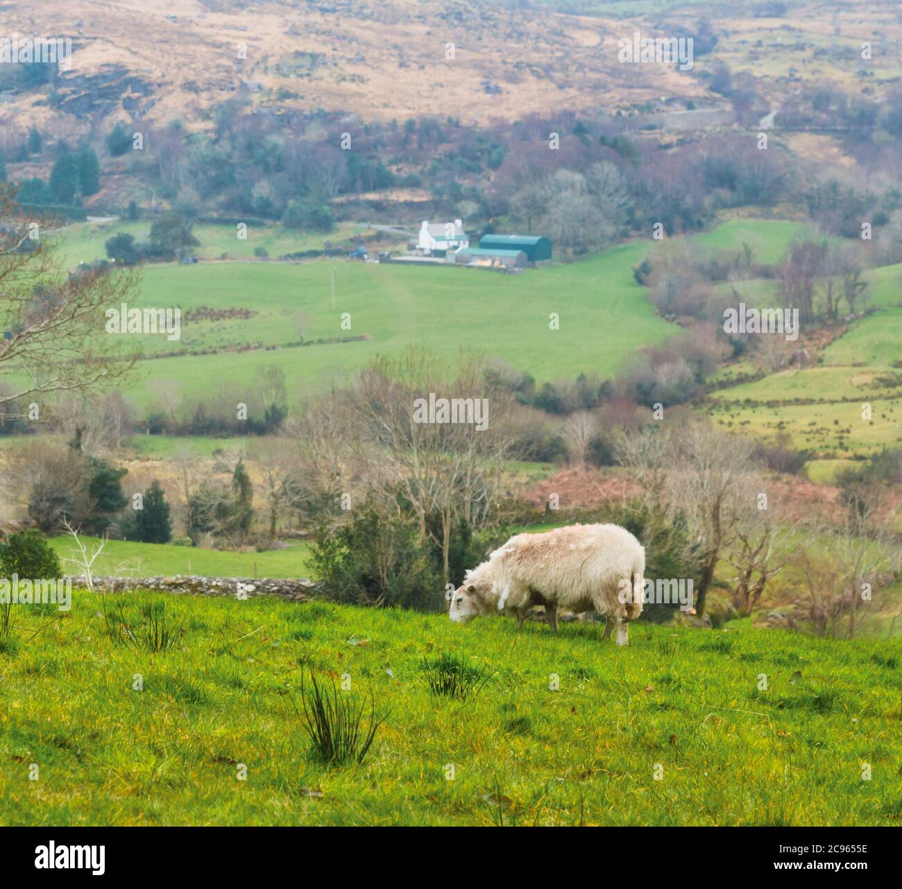 Vicino a Bonane, Contea di Kerry, Repubblica d'Irlanda. Eire. La vista del Druid. Terreni agricoli, casali e pecore. Foto Stock