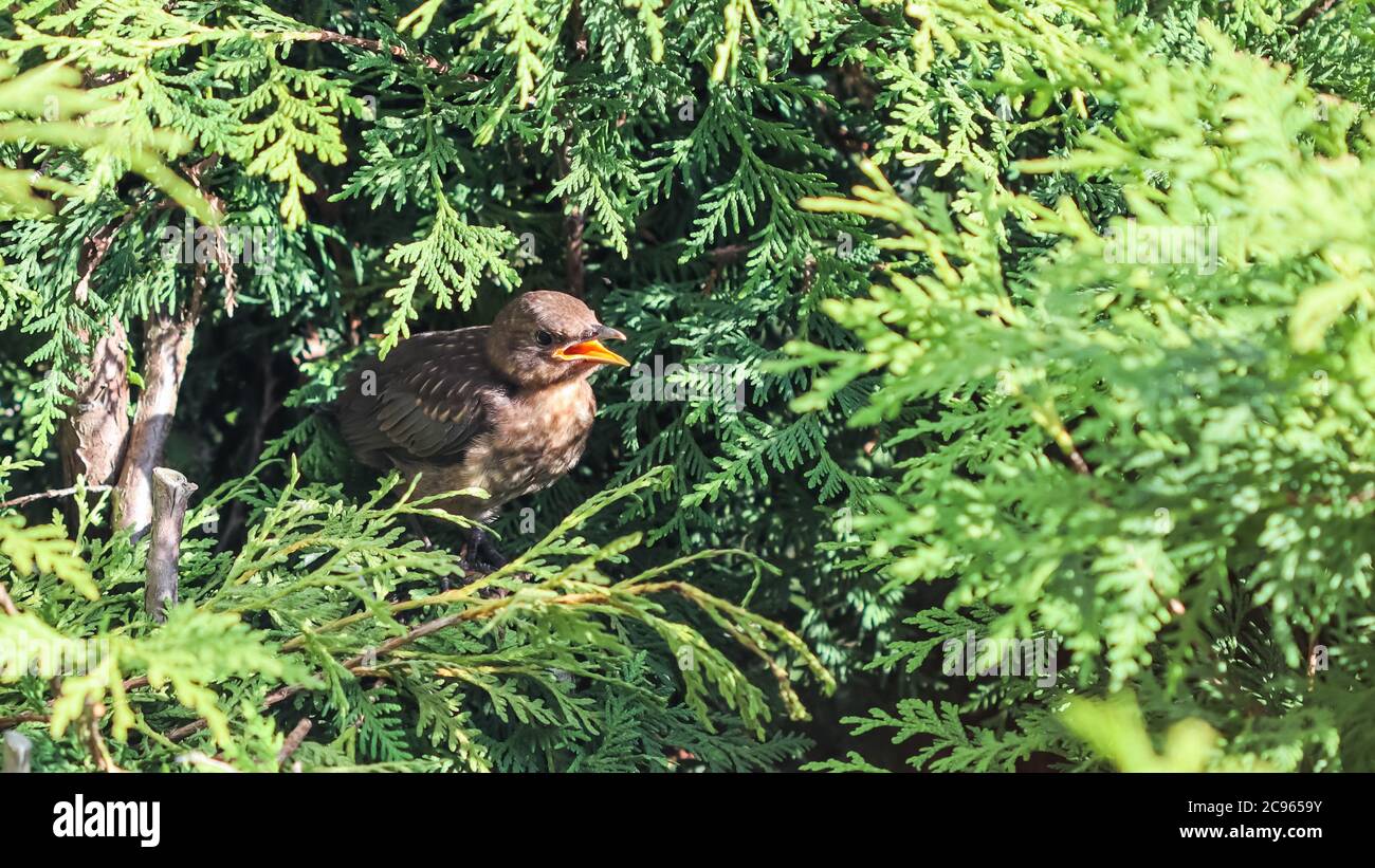 Giovane uccello nero in fuga in rami thuja in attesa di essere nutrito dal genitore. Foto Stock