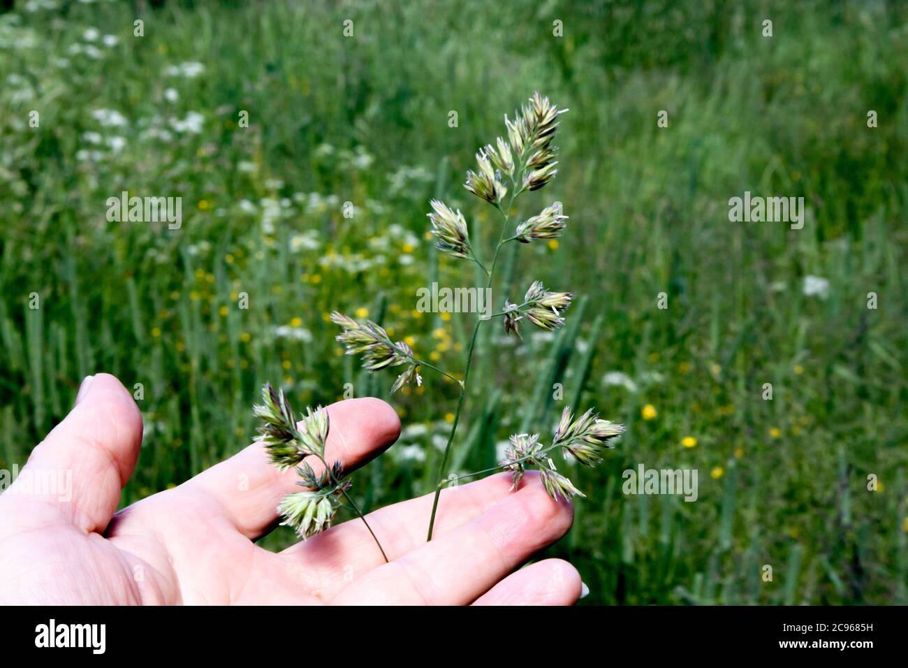 Punte soffici di erba prato perenne fleum pretese e mano umana che la tiene Foto Stock