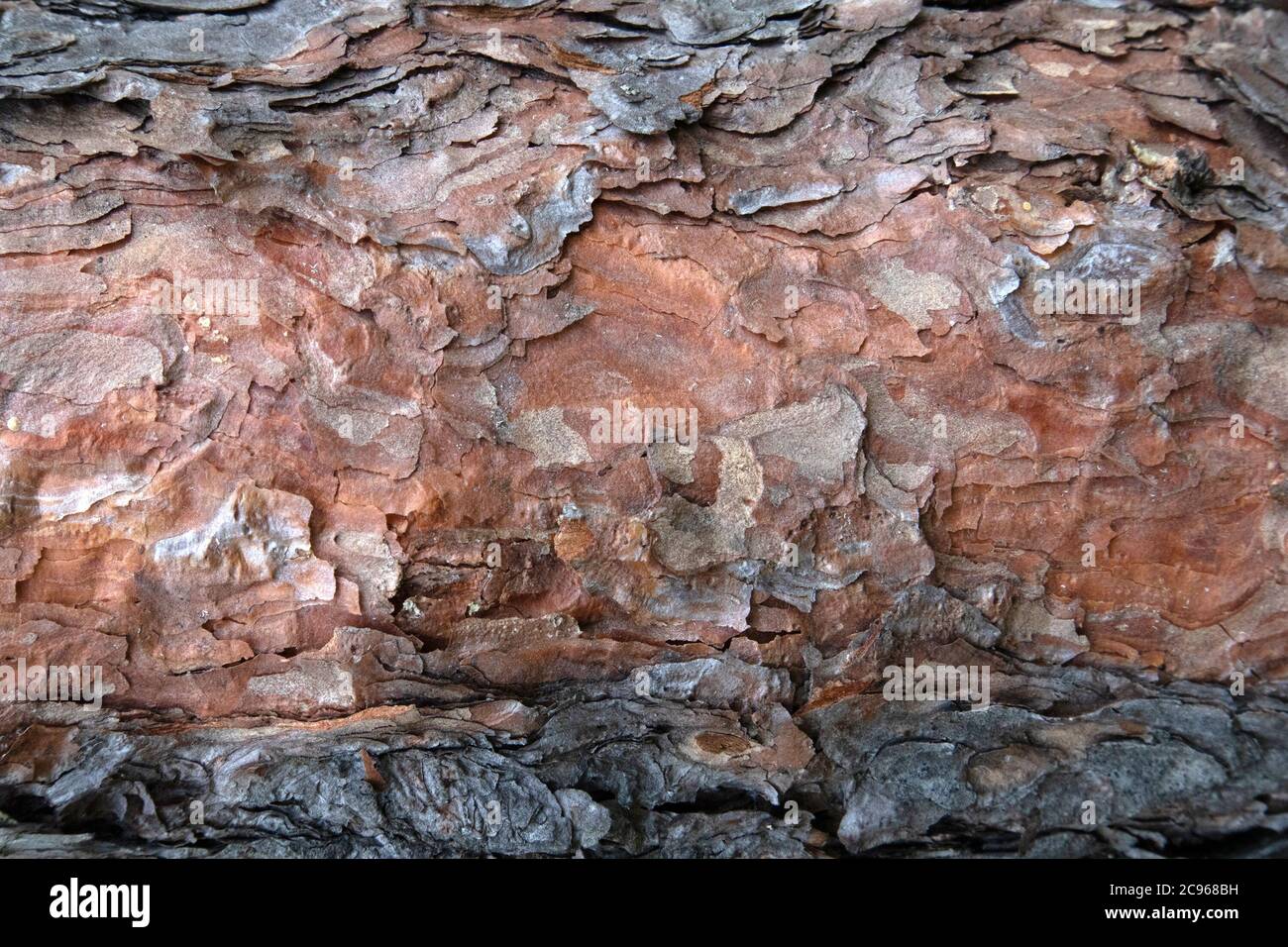 Vista ravvicinata della struttura naturale della corteccia di pino rosso o dello sfondo Foto Stock