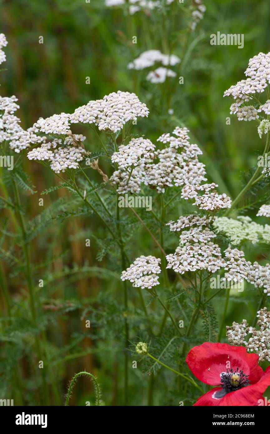 Schafgarbe, Gewöhnliche Schafgarbe, Wiesen-Schafgarbe, Schafgabe, Achillea millefolium, achillea, comune, achillea millefoglie Achillée, la millefoglie Foto Stock