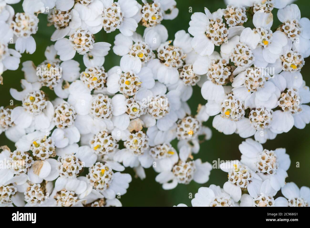 Schafgarbe, Gewöhnliche Schafgarbe, Wiesen-Schafgarbe, Schafgabe, Achillea millefolium, achillea, comune, achillea millefoglie Achillée, la millefoglie Foto Stock