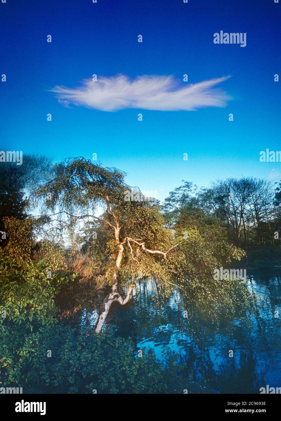 Albero illuminato dal sole e nuvola bianca Foto Stock