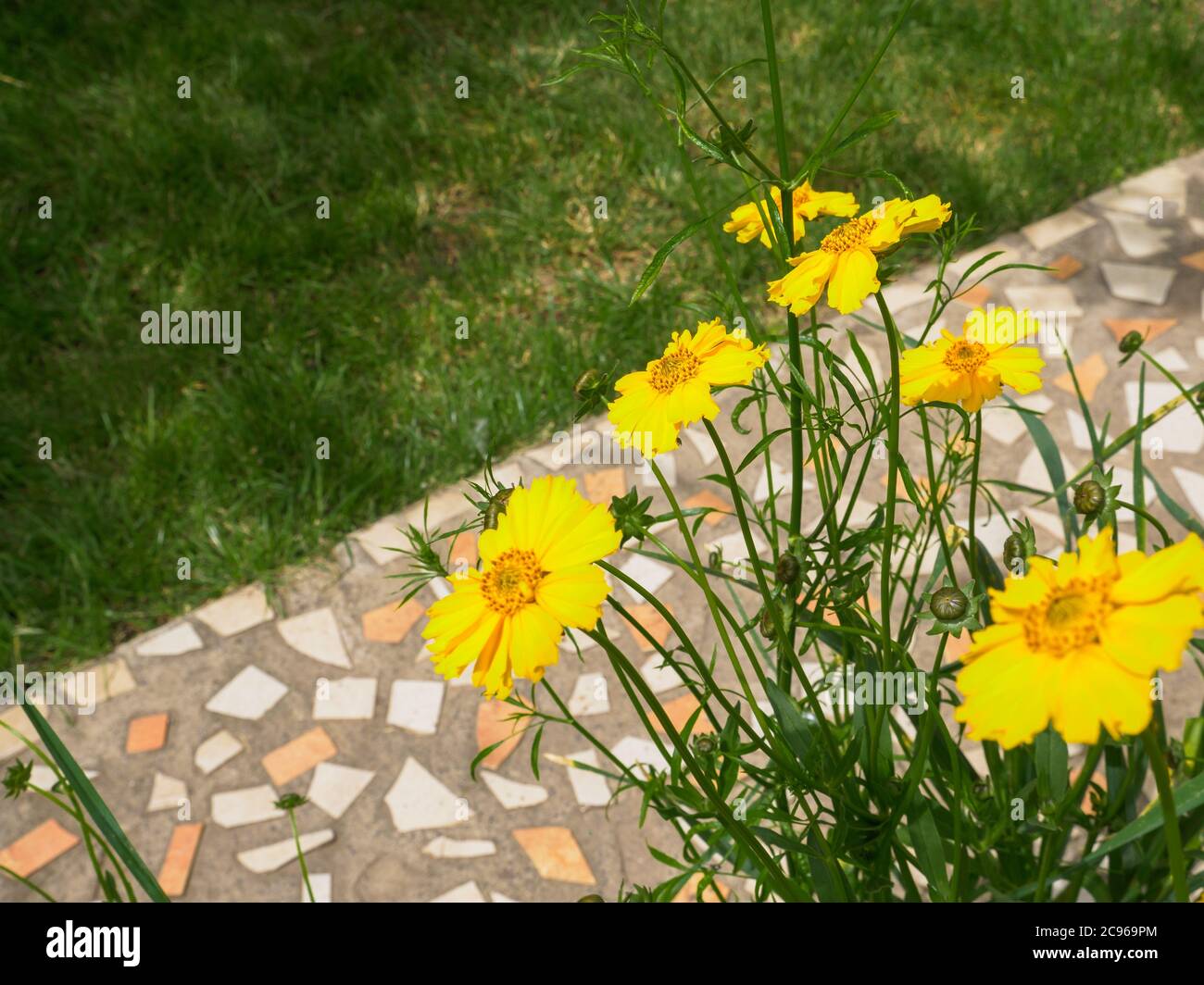 Bel giallo Coreopsis lanceolata fiori perenni fiorire in un giorno d'estate, percorso piastrellato sullo sfondo. Foto Stock