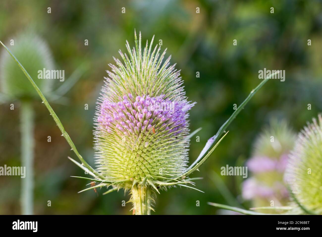 Dipsacus fullonum, fiori selvatici di teasel in giardino macro fuoco selettivo Foto Stock