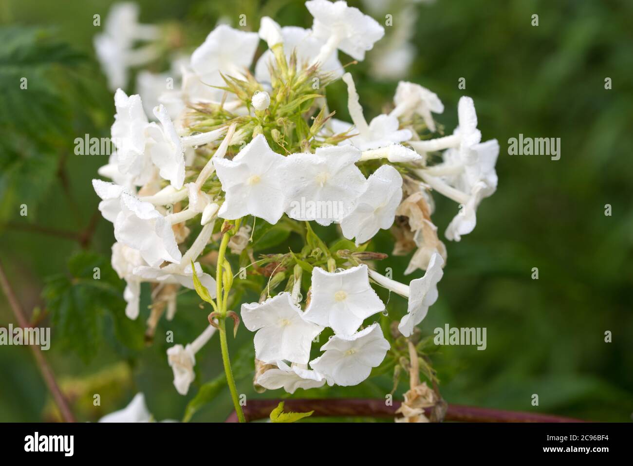 Bianco Phlox paniculata giardino flox fiori in giardino macro fuoco selettivo Foto Stock