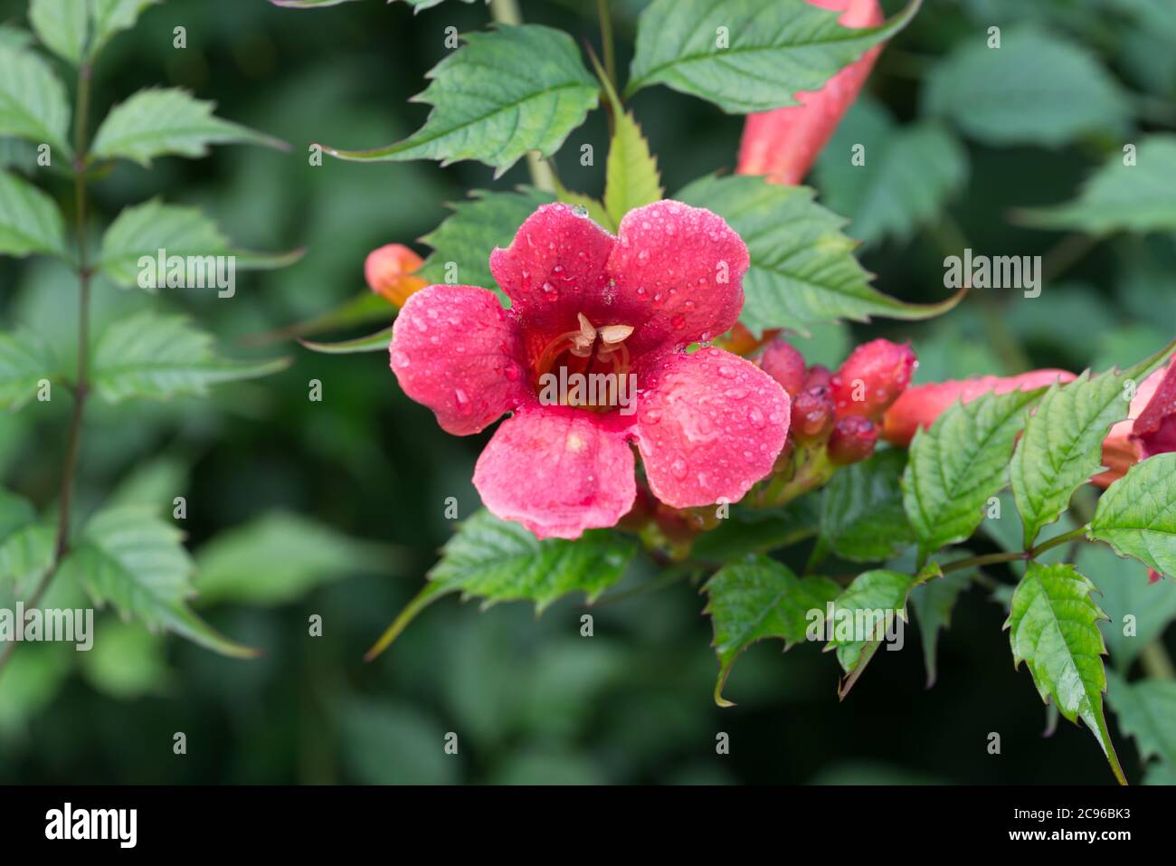 Campsis radicans, tromba, superriduttore fiori rossi in giardino macro fuoco selettivo Foto Stock