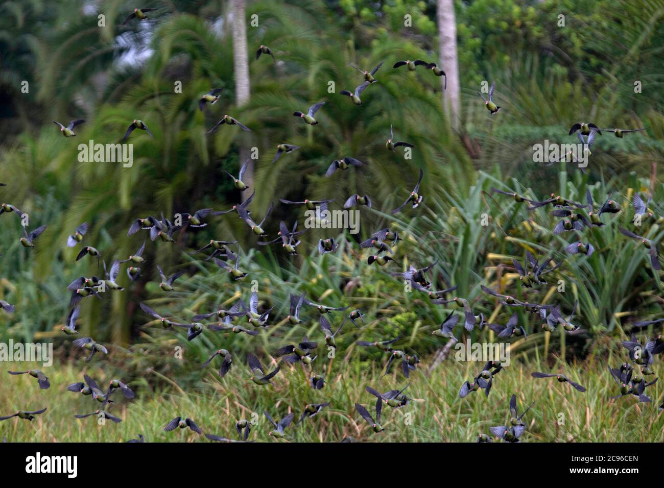 Piccione verde africano (Treron calvus) gregge. Parco Nazionale Odzala-Kokoua, Repubblica del Congo. Foto Stock