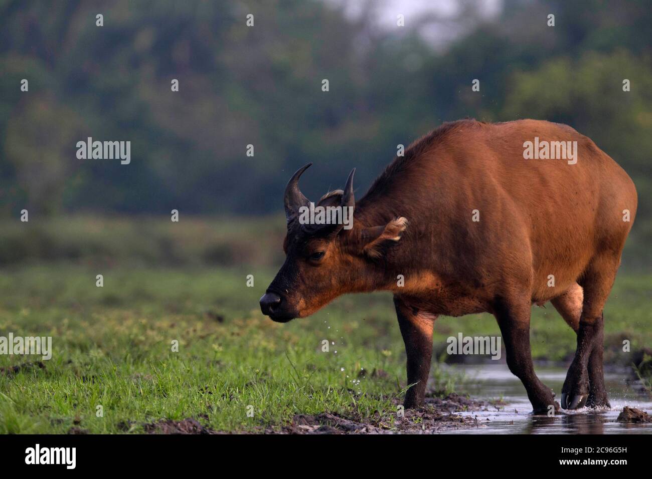 Bufalo della foresta africana (Syncerus caffer nanus). Parco Nazionale Odzala-Kokoua, Repubblica del Congo. Foto Stock
