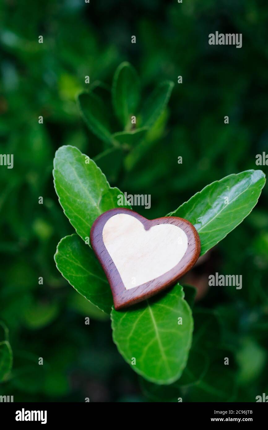 Cuore su foglie verdi. Francia. Foto Stock