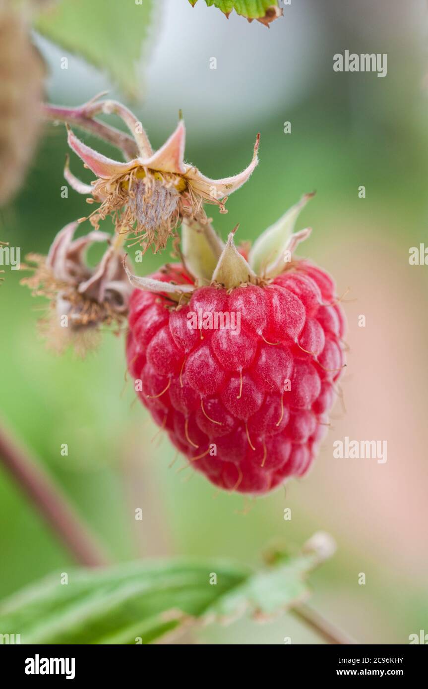 Lampone maturo appeso alla canna da lampone uk Foto Stock