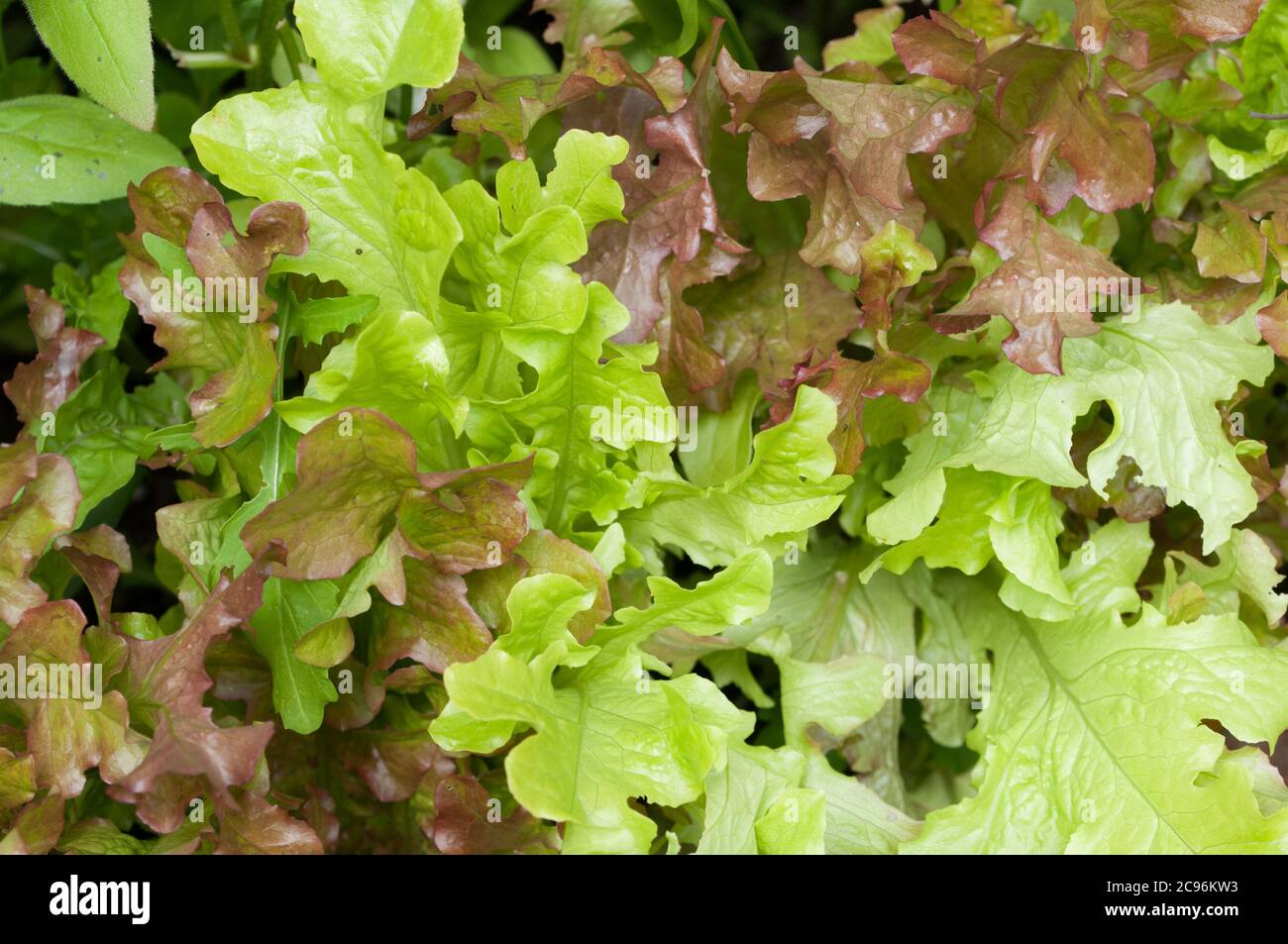 Lattuga foglia sciolta che cresce in un giardino nel regno unito Foto Stock