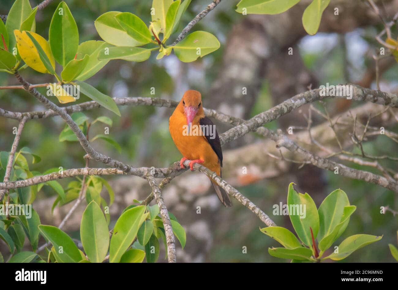 Un uccello selvaggio che aspetta sul ramo dell'albero sul lato del fiume. Foto Stock