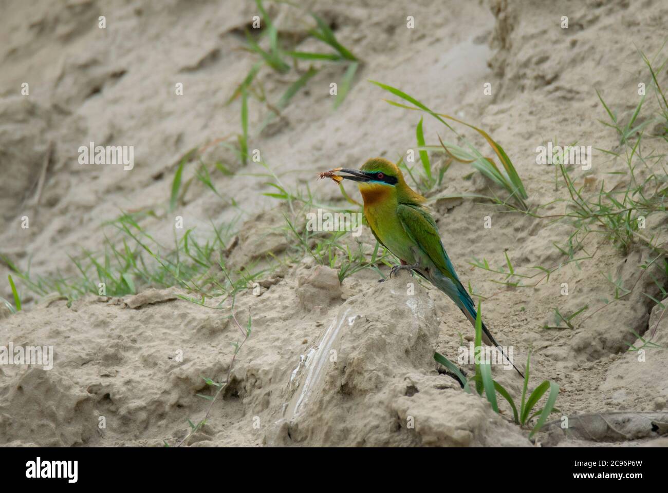 Un uccello selvatico che raccoglie cibo per pulcini . Foto Stock