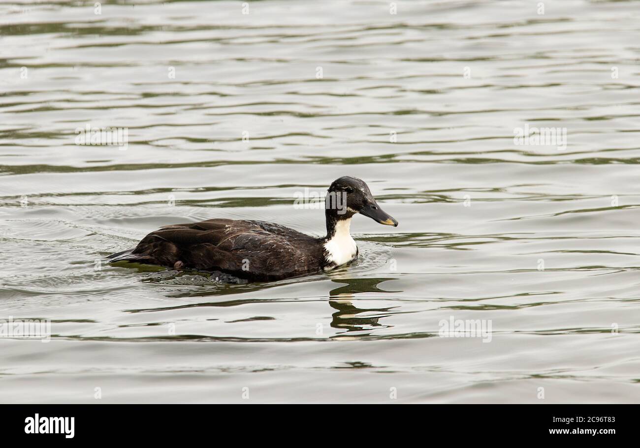 Manky Mallard, Cross Breed Duck, uccello acquatico, nuoto sul fiume Cam, Cambridgeshire, Regno Unito Foto Stock