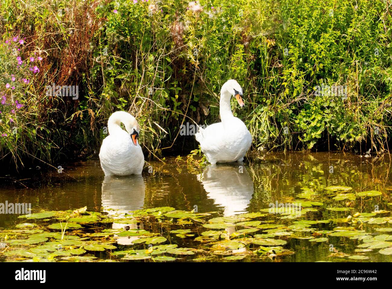 River Ouse, estate 2020, Regno Unito Foto Stock
