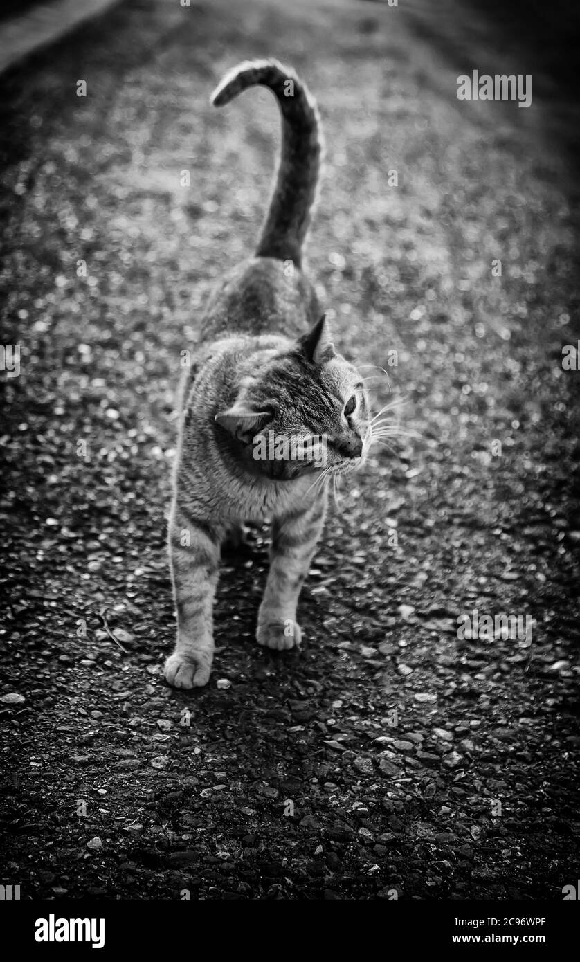 Gatto vagato comune, particolare di animale mammifero abbandonato Foto Stock