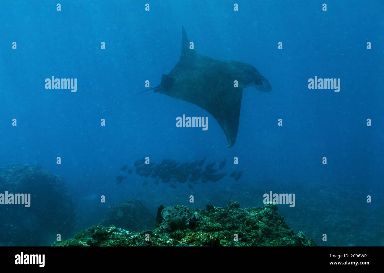 Reef Manta Ray, Mobula alfredi, Manta Point, Nusa Penida, Nusa Lembongan, Bali, Indonesia Foto Stock