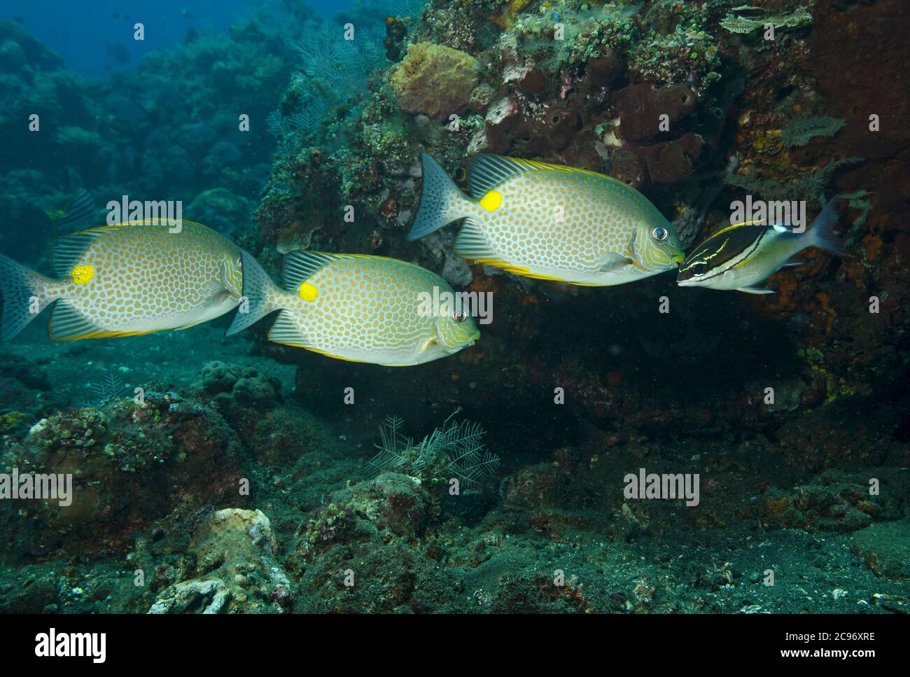 Tre pesci coniglio in sella d'oro, Siganus guttatus, sulla barriera corallina, Tulamben, Bali, Indonesia Foto Stock