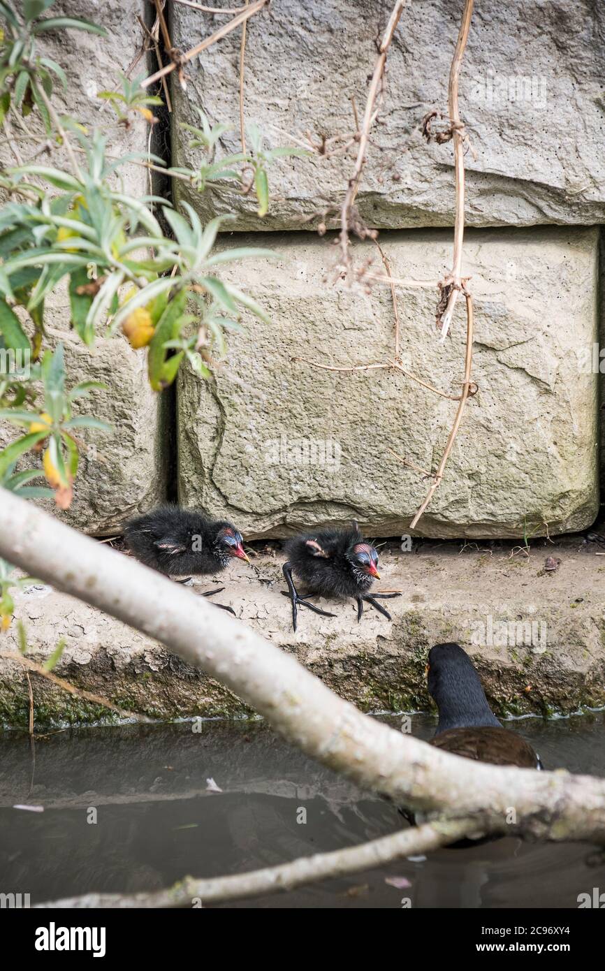 Un comune Moorhen Gallinula cloropus e i suoi pulcini in un lago a Newquay in Cornovaglia. Foto Stock