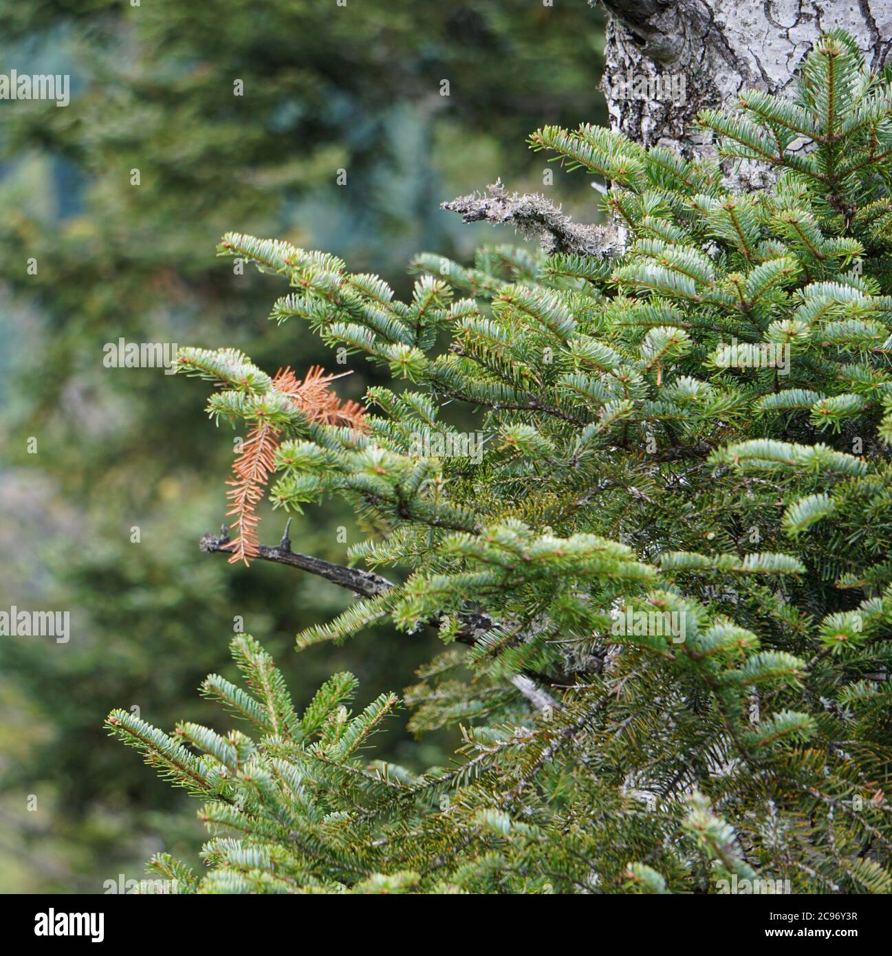 Marrone conifere su un albero di conifere Foto Stock