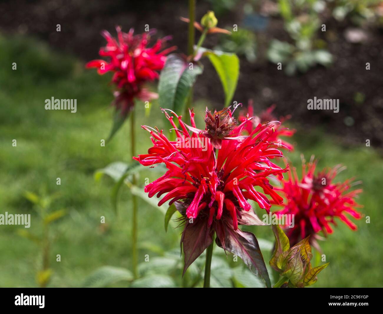 Mondyma, o balsamo di ape scarlatto, un'erba aromatica colorata con molti nomi Foto Stock