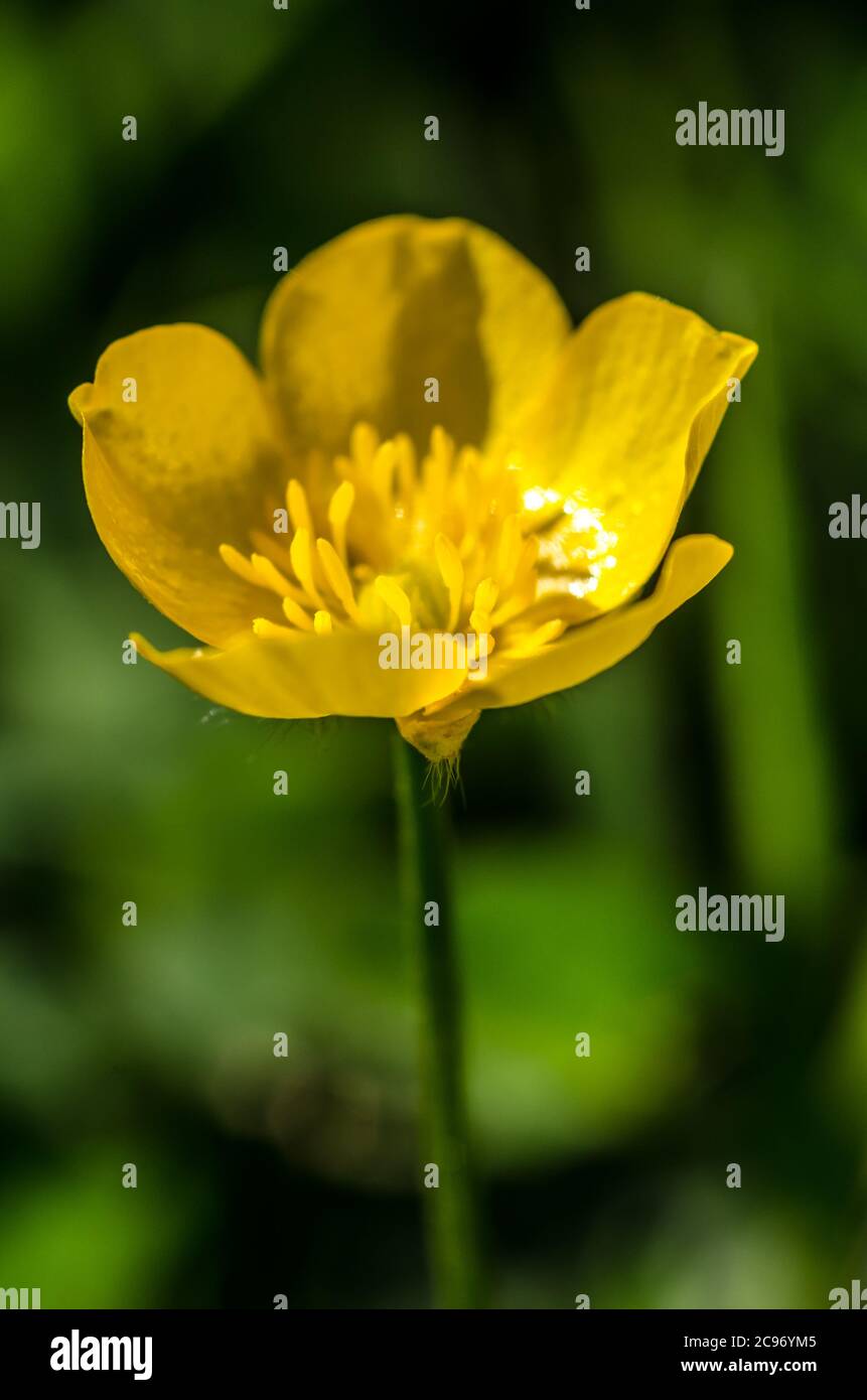 Ranunculus acris, fiore giallo di buttercup, primo piano, conosciuto come buttercups, i verricelli e i corone-poot d'acqua nella campagna in Germania Foto Stock