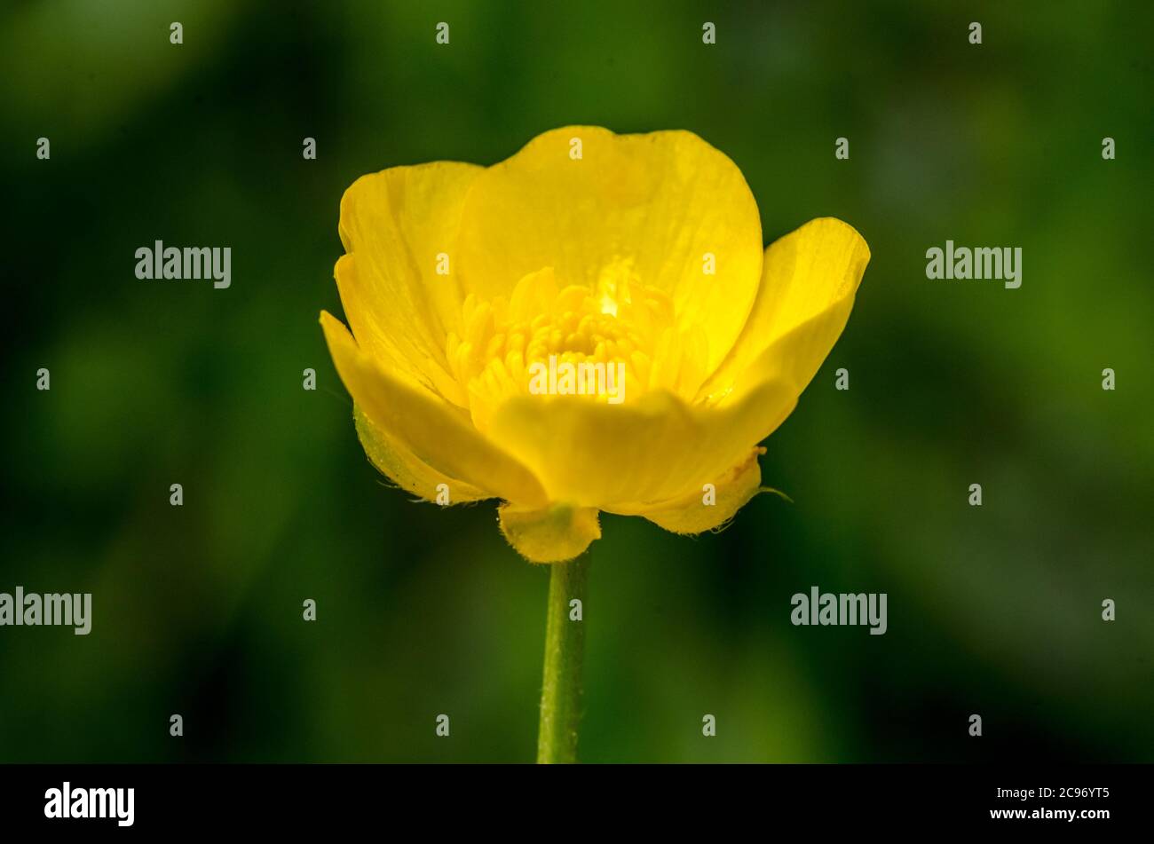 Ranunculus acris, fiore giallo di buttercup, primo piano, conosciuto come buttercups, i verricelli e i corone-poot d'acqua nella campagna in Germania Foto Stock