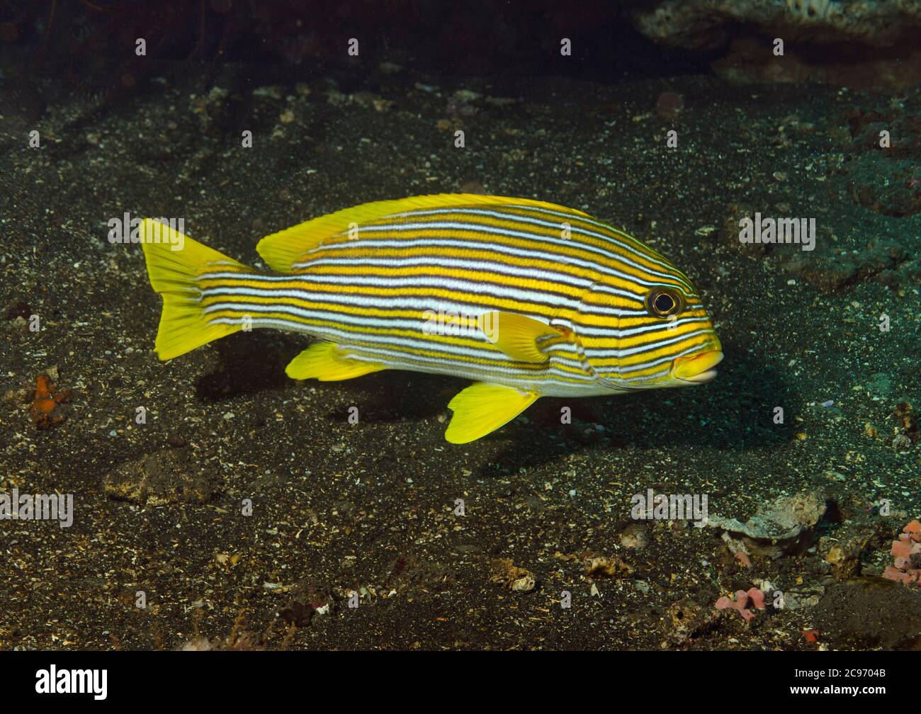 Dolcetti rivestiti, Plectorhinchus politaenia, Indonesia Foto Stock