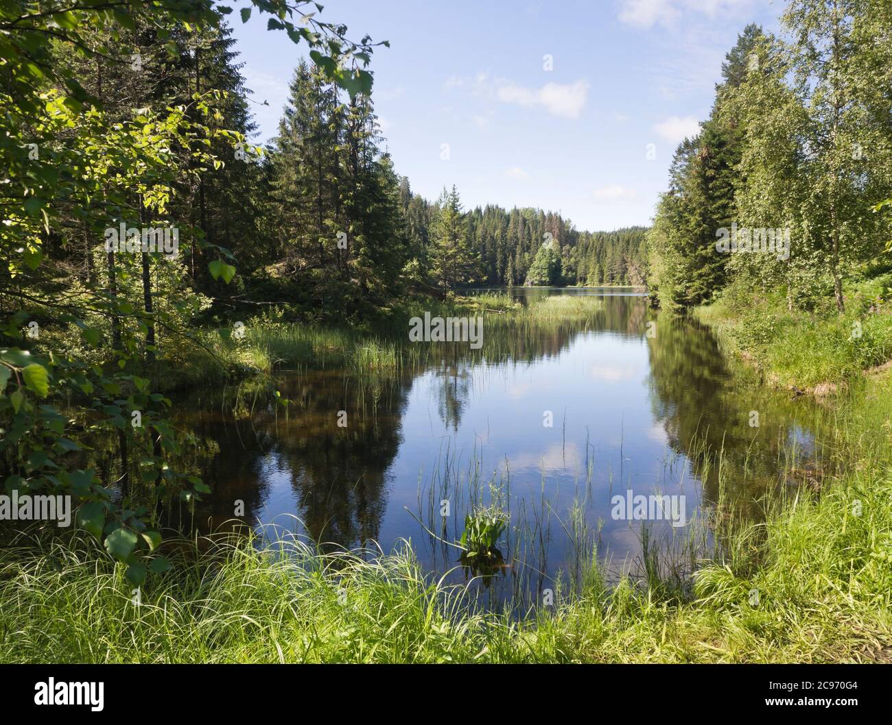 Splendido paesaggio estivo con lago e foresta, a Ostmarka, alla periferia della capitale norvegese Oslo Foto Stock