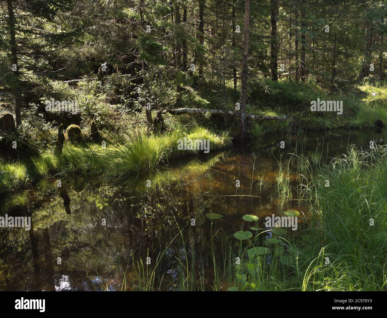 Estate idilliaca nella foresta di Ostmarka a Oslo Norvegia, sole e ombra, alberi, riflessi d'acqua e erba in sfumature di verde Foto Stock