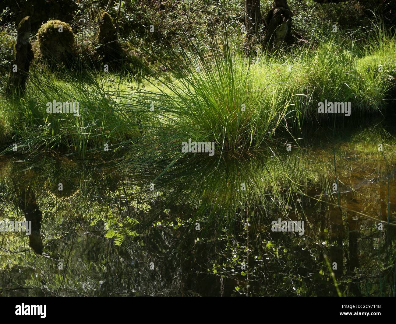 Estate idilliaca nella foresta di Ostmarka a Oslo Norvegia, sole e ombra, alberi, riflessi d'acqua e erba in sfumature di verde Foto Stock