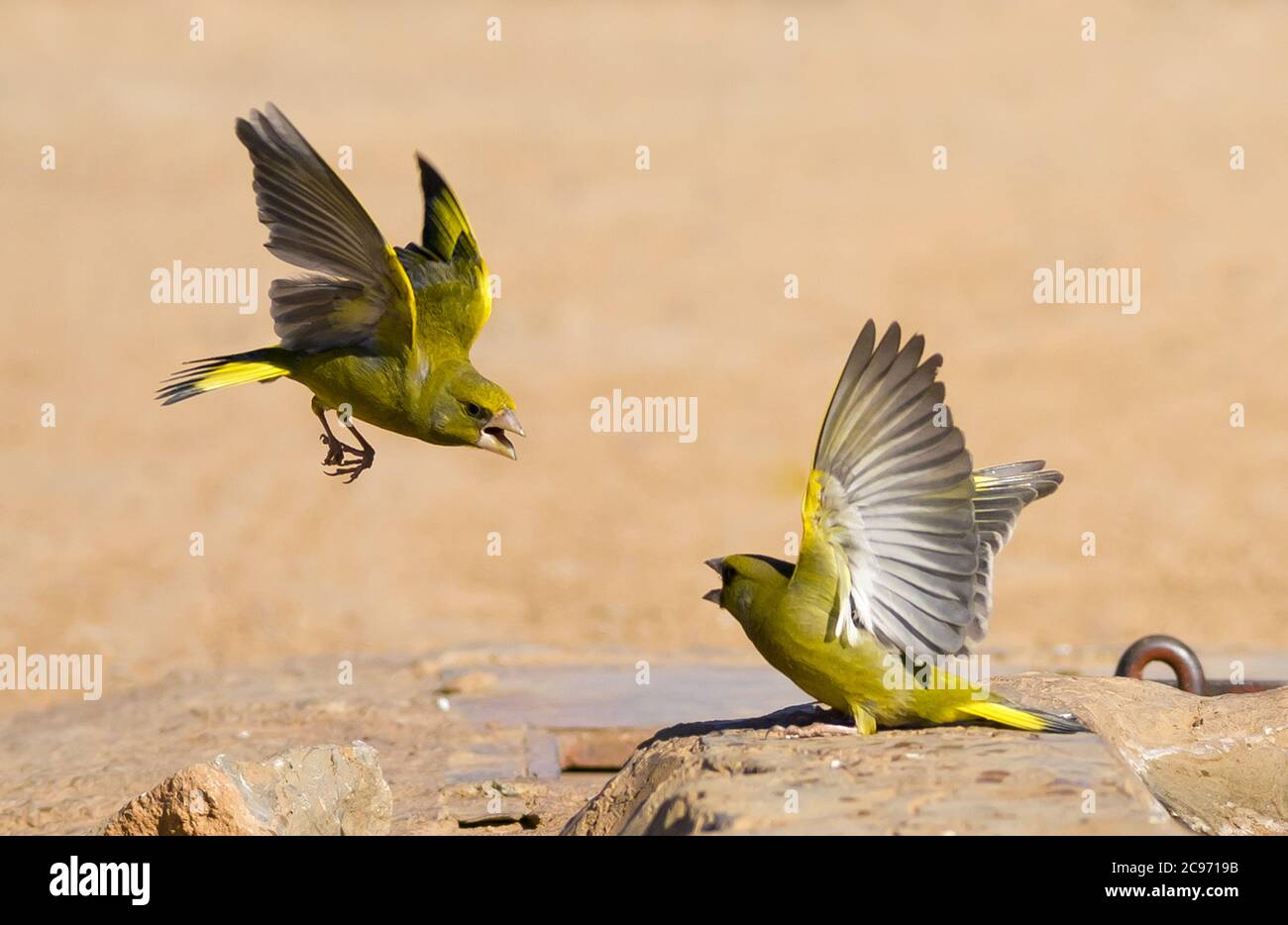 Verdino occidentale (Carduelis chloris, Chloris chloris), due verdini occidentali in lotta, Spagna Foto Stock