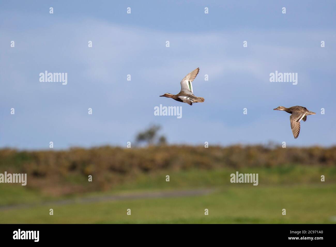 garganey (Anas querquidula), coppia che vola su un lago, Spagna Foto Stock