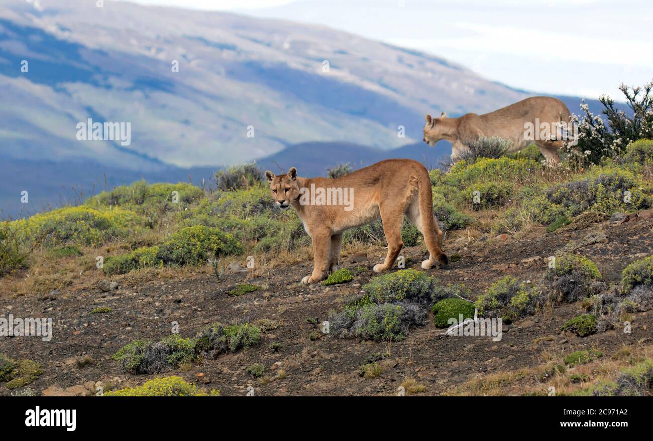 Puma, leone di montagna, Cougar (Puma Concolor, Profelis Concolor, Felis Concolor), due Wild Cougars a piedi fianco a fianco, Cile, Torres del Paine National Park Foto Stock