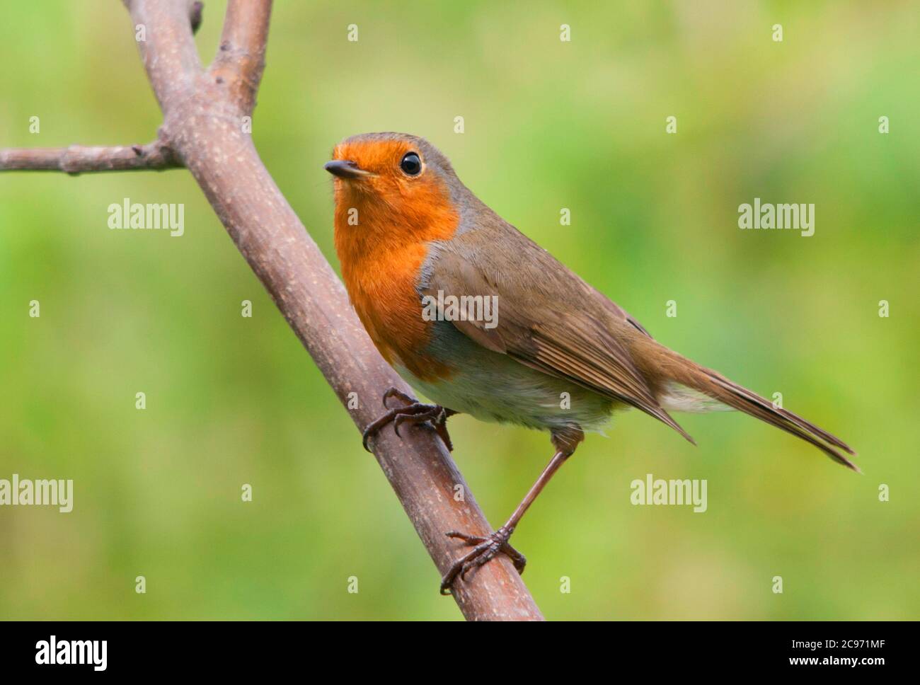 Rapina britannica (Erithacus rubbecula melophilus, Erithacus melophilus), adulto arroccato su un ramoscello, Regno Unito, Inghilterra, Norfolk Foto Stock