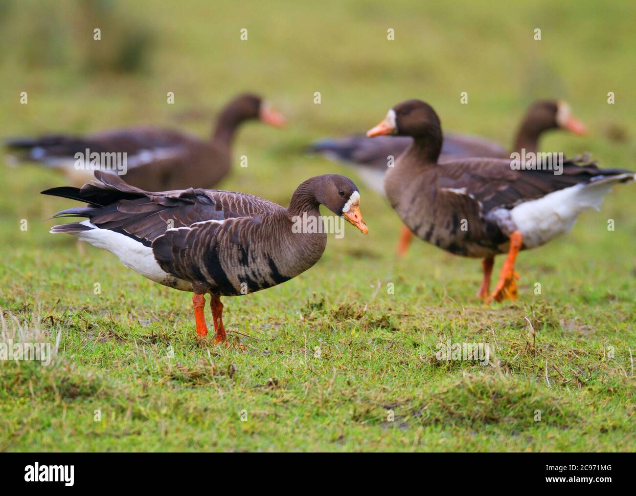 Groenlandia Oca dal fronte bianco (Anser albifrons flavirostris, Anser flavirostris), truppa in un prato, Regno Unito, Scozia, Argyll Foto Stock