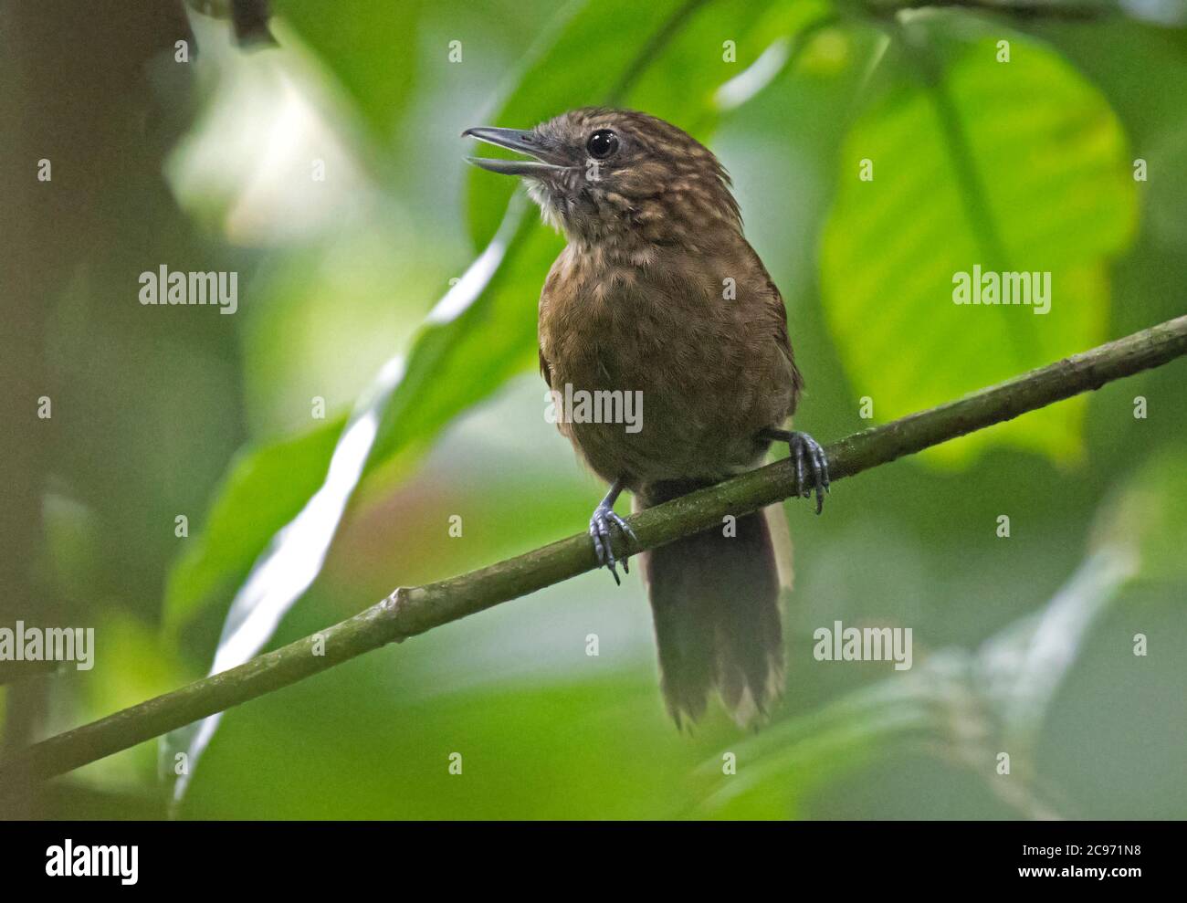 Scampi (setifrons di Xenornis), maschio di canto nel sottobosco della foresta pluviale, Panama Foto Stock