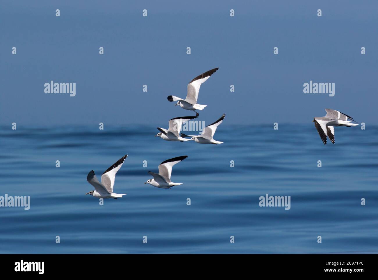 Gabbiano di sabine (Xema sabini), gregge di gabbiani di Sabine in volo sopra l'oceano Atlantico, Spagna, Baia di Biscaglia Foto Stock