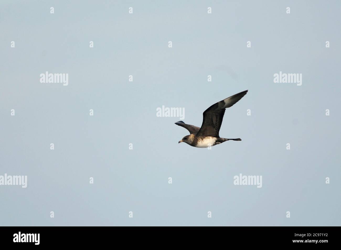 Pomarine skua (Stercorarius pomarinus), Adulti in inverno precipita in volo sopra l'oceano altico, Spagna, Baia di Biscaglia Foto Stock